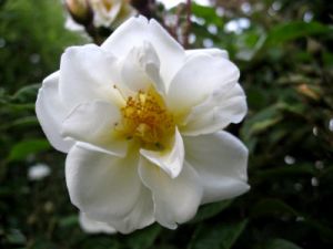 White rose from my garden